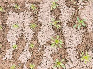 biologically active soil conditioners